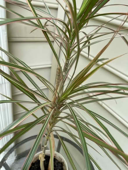Photo of free Potted Dracaena bicolor plant (Piney Orchard) #2