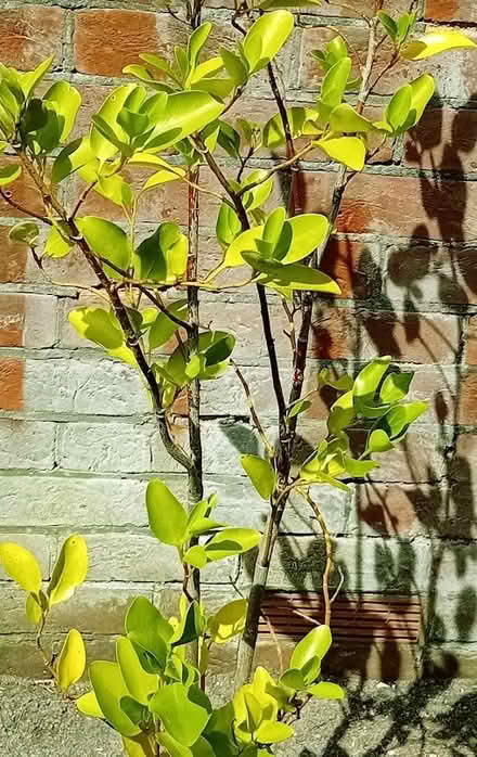 Photo of free Griselinia Hedging Plant (Parkstone BH12) #1