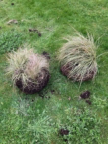 Photo of free Grasses (BD16) #1