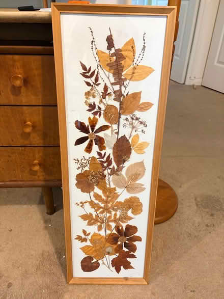 Photo of free Dried flower picture (St. Albans AL1) #1