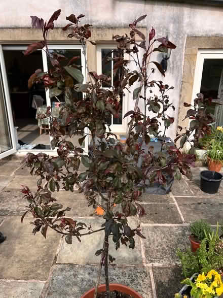 Photo of free Crab apple tree (Hurst Green BB7) #2