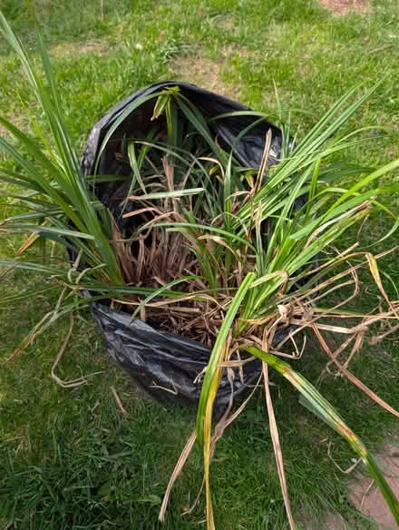 Photo of free Ornamental Grass (Saltaire BD18) #1