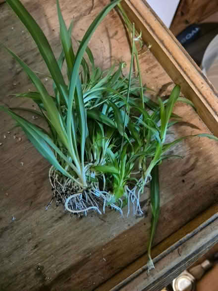 Photo of free Spider plant cuttings (Horsham Town area) #1