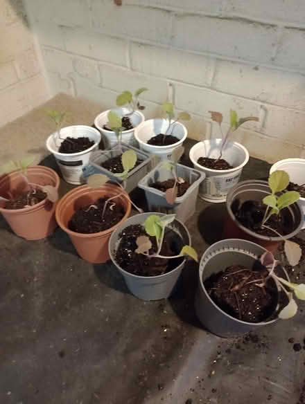 Photo of free Greyhound Cabbage plants (Lower Earley RG6) #1