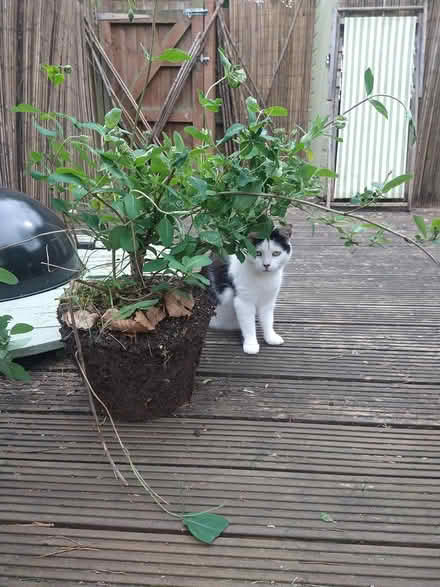 Photo of free Honeysuckle (cat not included) (Malvern Vale WR14) #1