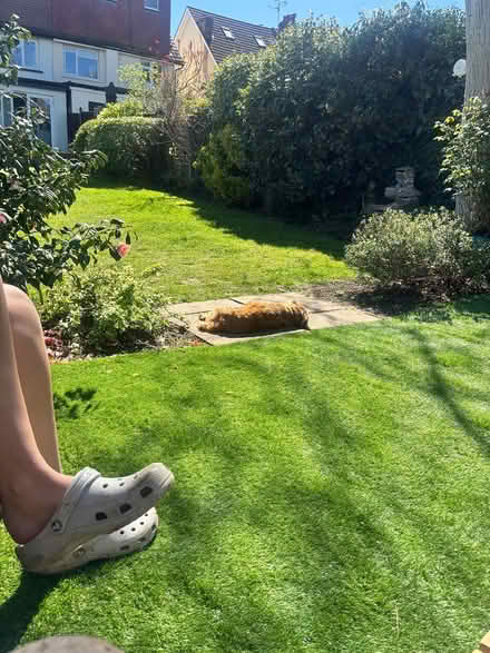 Photo of free Astro turf (West Ewell, Epsom) #1