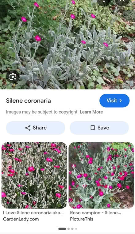 Photo of free Rose campion plants-pending pickup (Poughkeepsie/Hyde Park) #1