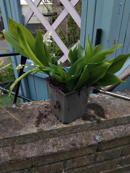 Photo of free Lily if the valley (Middleton M24) #1