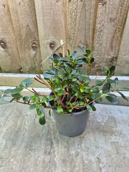 Photo of free Small Azalea plant and Pineapple Guava Sapling (Loughton IG10) #1