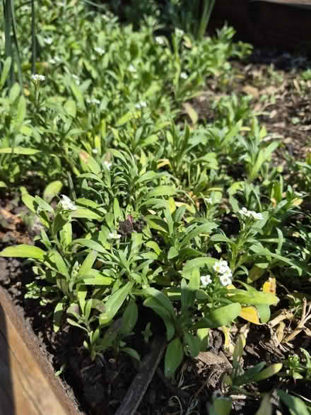 Photo of free Self seeded alyssum plants (Tilehurst RG30) #1