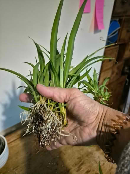 Photo of free Spider plant cuttings (Horsham Town area) #2
