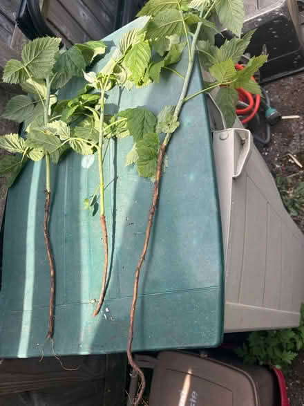 Photo of free Rasperry canes (HP5 Chesham) #1