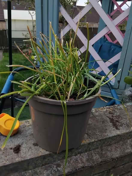 Photo of free Pot of muscari (Middleton M24) #1