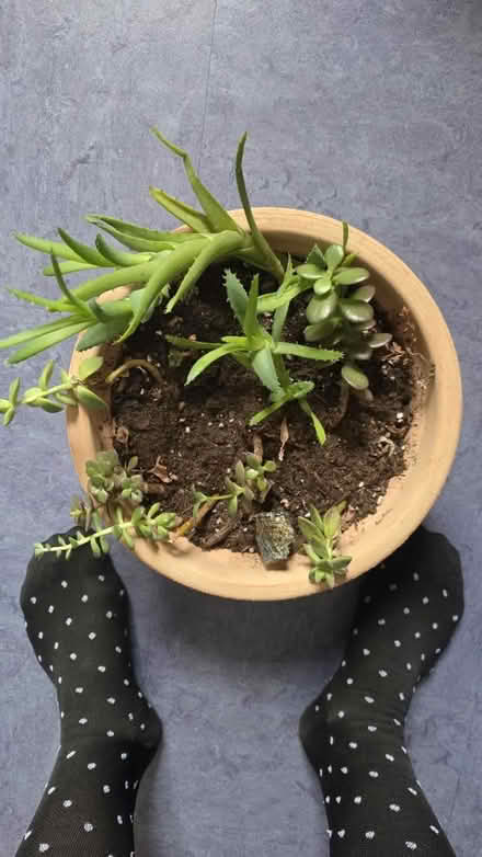 Photo of free Plants (East Somerville) #1