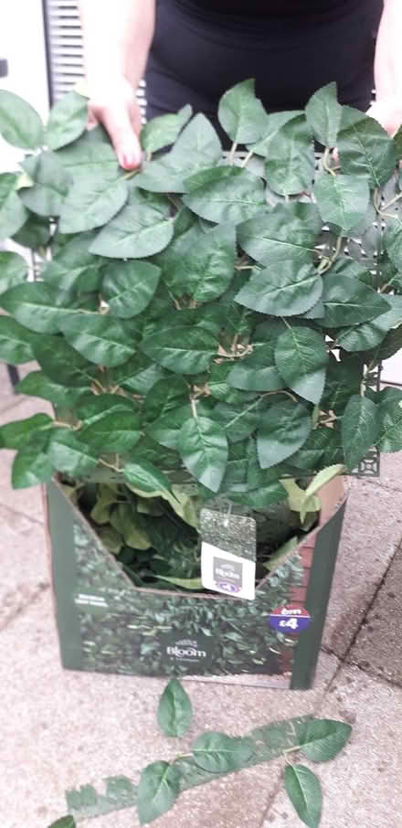 Photo of free artificial foliage (wyberton) #1