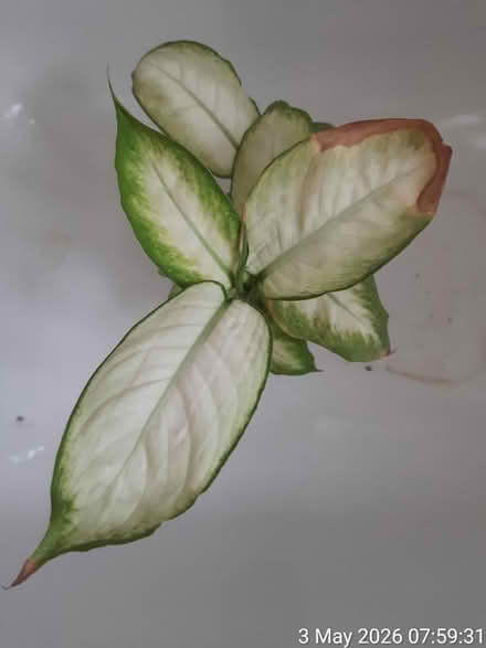 Photo of free Plant for rescue (Edgwarebury Lane) #3