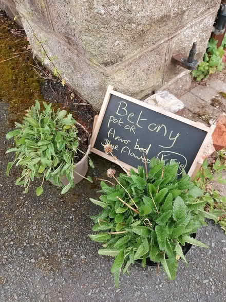 Photo of free Plants (WR14 Malvern Link) #1