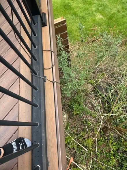 Photo of free 3 butterfly bushes (Danbury-west side) #2