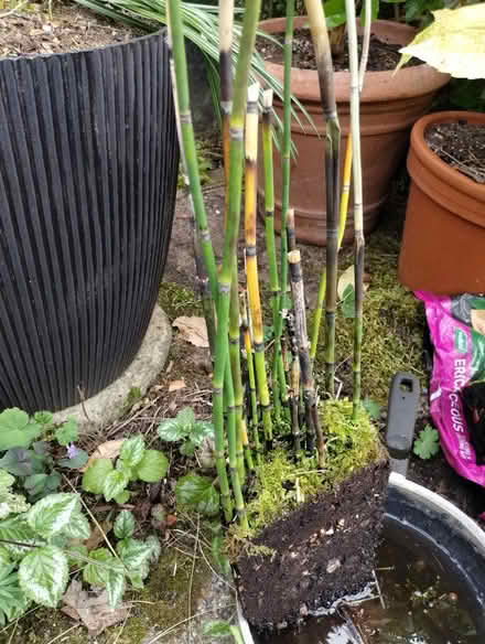Photo of free Equisetum hyemale (New Catton NR3) #1
