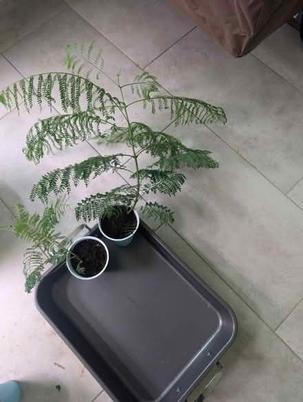 Photo of free blue jacaranda sapling (Clearwater) #1