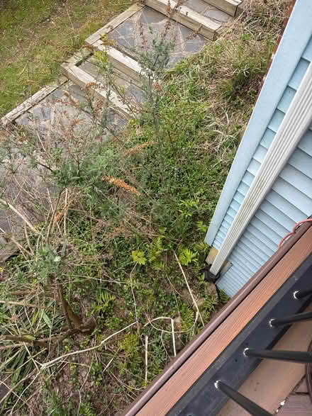 Photo of free 3 butterfly bushes (Danbury-west side) #1