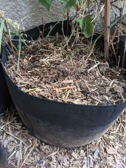 Photo of free large planters (Tingley Beach) #3