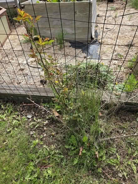 Photo of free 4 Rose bushes (Lagrange) #1