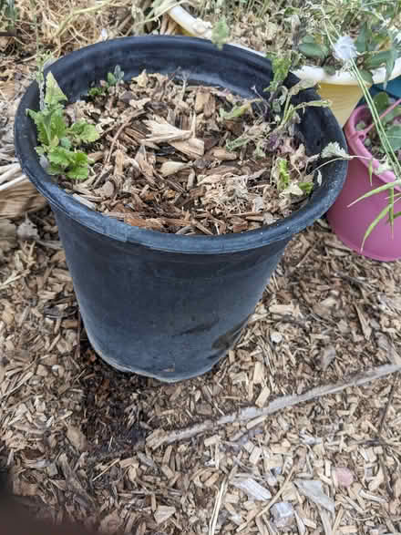 Photo of free large planters (Tingley Beach) #2