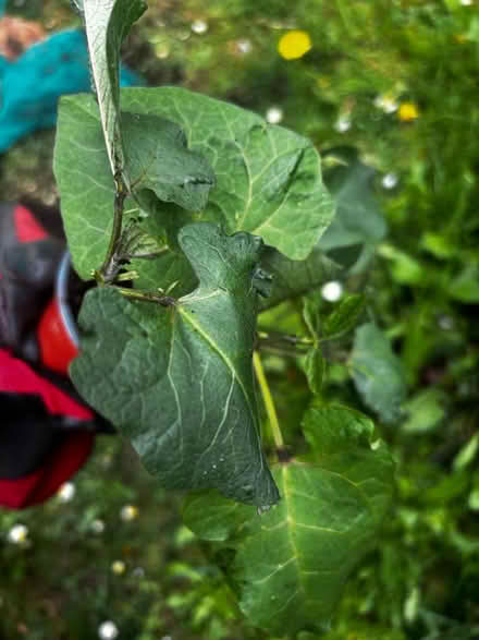 Photo of free Runner beans (Letchworth) #2