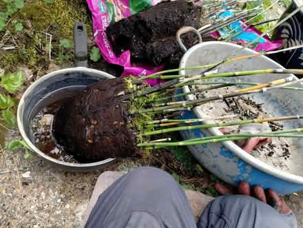 Photo of free Equisetum hyemale (New Catton NR3) #2