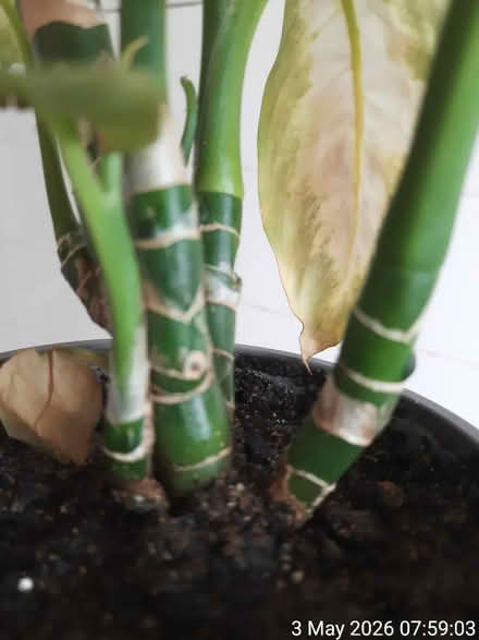 Photo of free Plant for rescue (Edgwarebury Lane) #2