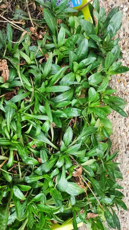 Photo of free leucanthemum outdoor flowering plants (Chislehurst BR7) #2