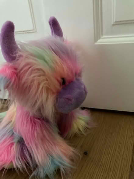 Photo of free Highland cow teddy (SK17 Buxton) #4