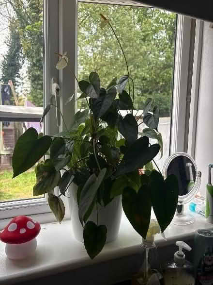 Photo of free Flamingo plant (Moor Allerton LS17) #1