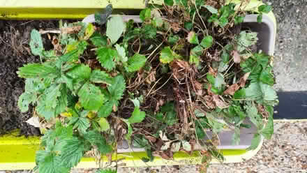 Photo of free Strawberry plants (Chislehurst BR7) #1