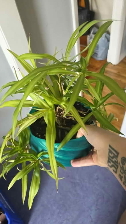 Photo of free Plants (East Somerville) #2