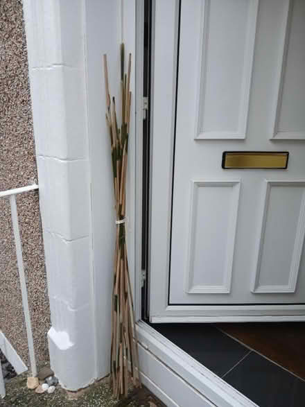 Photo of free Bamboo shoots for garden canes. (Parkhead EH11) #1