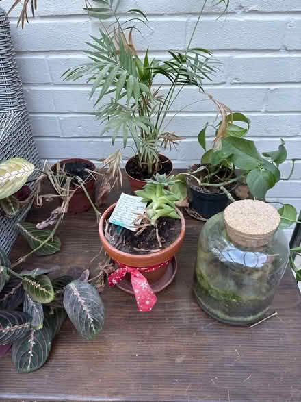Photo of free Indoor plants in need of TLC (Sevenoaks town / station) #1