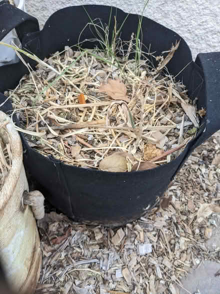 Photo of free large planters (Tingley Beach) #1