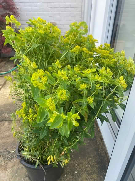 Photo of free Euphorbia plants (Wanstead E11) #1