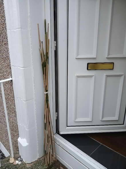 Photo of free Bamboo shoots for garden canes. (Parkhead EH11) #2