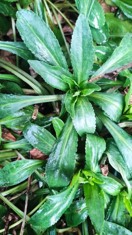 Photo of free leucanthemum outdoor flowering plants (Chislehurst BR7) #1