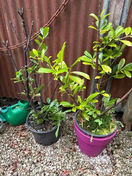 Photo of free Large plants - laurel(?) (Arnside LA5) #1