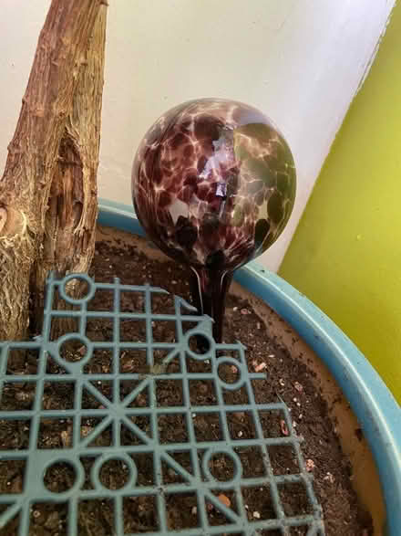 Photo of free Watering globes (Warden Hill GL51) #3