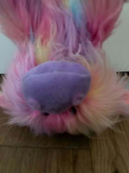 Photo of free Highland cow teddy (SK17 Buxton) #3