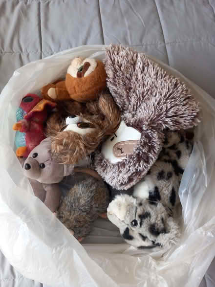 Photo of free Cuddly toys (Wivenhoe CO7) #1