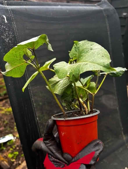 Photo of free Runner beans (Letchworth) #1