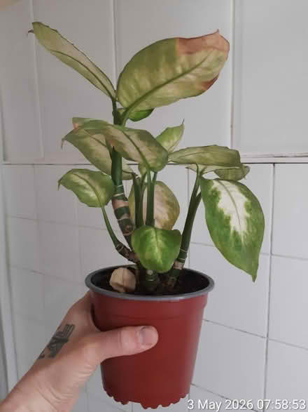Photo of free Plant for rescue (Edgwarebury Lane) #1