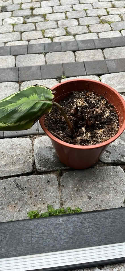 Photo of free Calathea plant (Shepshed LE12) #1