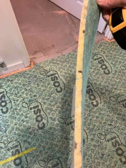 Photo of free Carpet underlay (Norfolk Park S2) #3
